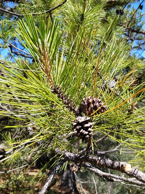 pinaysote|Pinus teocote .